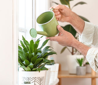 Plants and Sleep: Can Houseplants Improve Your Sleep Quality? - CPAPnation