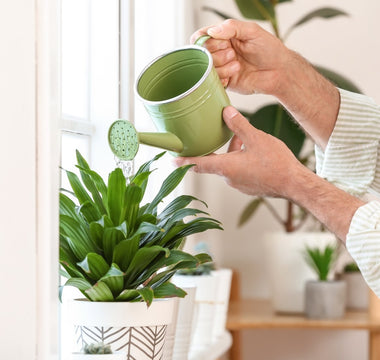 Plants and Sleep: Can Houseplants Improve Your Sleep Quality? - CPAPnation